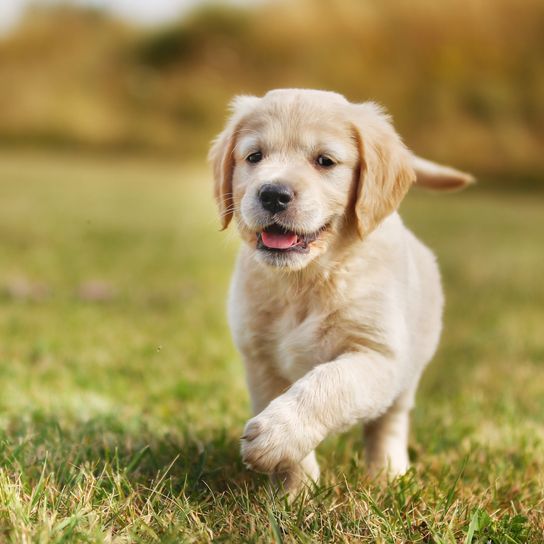 Golden Retriever Welpe auf Wiese Hund, Säugetier, Wirbeltier, Hunderasse, Canidae, junger Golden Retriever, Retriever, Fleischfresser, Rasse ähnlich Labrador Retriever, Welpe,