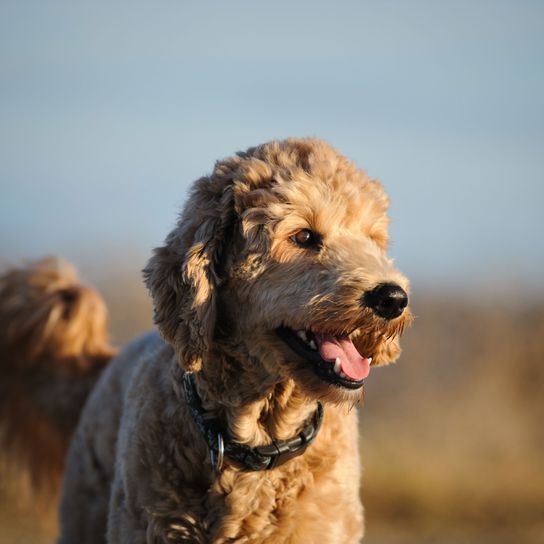 Goldendoodle braun im Sonnenuntergang Hund, Säugetier, Wirbeltier, Hunderasse, Canidae, Fleischfresser, brauner Goldendoodle, Schnauze, Sporting Group, Rasse ähnlich Otterhound,
