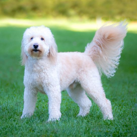 Goldendoodle mit breitem Schweif Hund, Säugetier, Wirbeltier, Hunderasse, Canidae, Goldendoodle weiß, Pudelmischling, Pudelmix, Goldiemischling, Golden Retriever Mix
