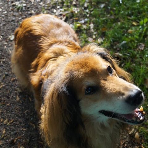 Hund,Fleischfresser,Hunderasse,Schnurrhaare,Pflanze,Rehkitz,Begleithund,Gras,Landtier,Schnauze,