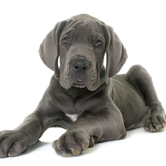 graue deutsche dogge welpe Hund, Säugetier, Wirbeltier, Hunderasse, Canidae, Fleischfresser, Molosser, graue Deutsche Dogge, Wachhund, Arbeitshund