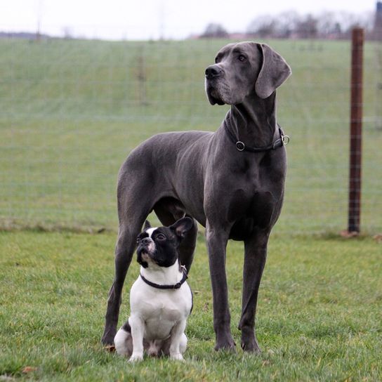 graue Dogge mit französischer Bulldogge Vergleich von grauer Dogge mit französischer Bulldogge, schwarz weiße Französische Bulldogge, Hund, Säugetier, Wirbeltier, Hunderasse, Canidae, Fleischfresser, Deutsche Dogge, Wachhund, Arbeitshund, Nicht-Sportgruppe,