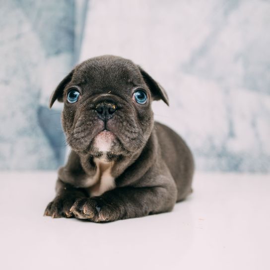 Hund, Säugetier, Wirbeltier, Canidae, Hunderasse, Rasse ähnlich alte englische Bulldogge, Frenchie Welpe, Schnauze, Haut, Fleischfresser, graue Französische Bulldogge Welpe liegt auf dem Boden und hat noch keine Stehohren, Schlappohren bei der Französischen Bulldogge