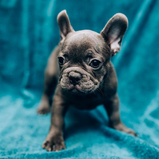 Hund, Säugetier, Wirbeltier, Canidae, Hunderasse, graue Französische Bulldogge Welpe, Schnauze, Welpe, Haut, Bulldogge in grau mit Fledermausohren