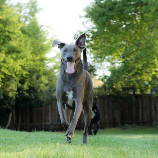 grauer Blue Lacy Hund, Hund der ähnlich wie Weimaraner aussieht, Jagdhund, Schutzhund, Amerikanische Hunderasse