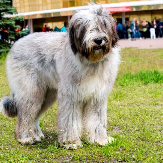 Hund, Säugetier, Wirbeltier, Hunderasse, Canidae, Fleischfresser, grauer Briard steht auf Wiese vor Straße