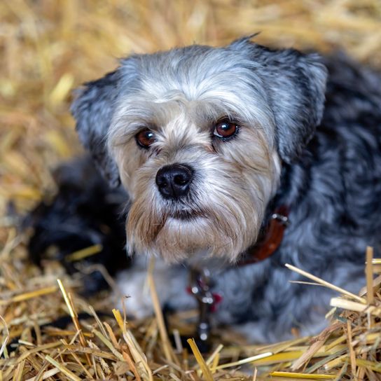 Hund, Säugetier, Wirbeltier, Hunderasse, Canidae, grau Löwchen frische geschoren, Schaut aus wie tibetischer Terrier, Fleischfresser, Hund ähnlich Lhasa apso, schaut aus wie ein chinesischer Kaiserhund, kleiner Hund mit langem Fell, besondere Rasse mit grauem Fell