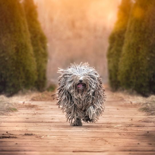 Hund, Canidae, Bergamasco-Hirte, Fleischfresser, Terrier, Sporting Group, Hunderasse, Rasse ähnlich spanischer Wasserhund, grauer Puli Hund, Wischmophund, Hund mit außergewöhnlichem Fell, seltene Rasse