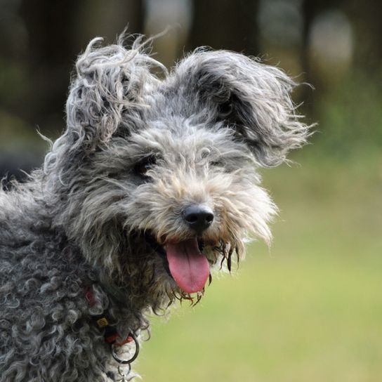 grauer Hund mit Locken lacht auf einer Wiese, Pumi aus Ungarn