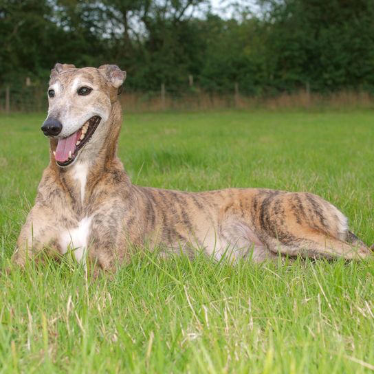 Greyhound mit getigertem Fell, Tiger Färbung beim Hund, Hund mit Kippohren liegt in der Wiese, brauner Greyhound, Windhund