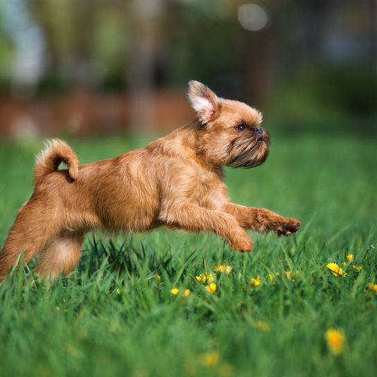 Griffon Bruxellois braun hüpft über eine Wiese, junger brauner Brüsseler Griffon