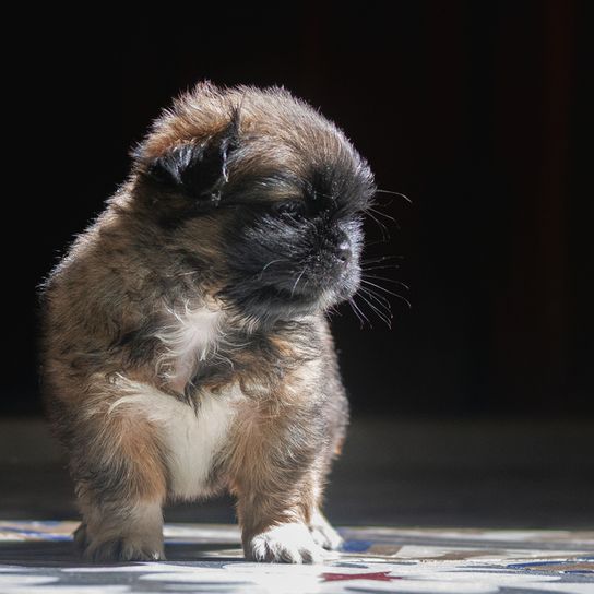 Griffon Bruxellois Rassebeschreibung, Welpe Brüsseler Griffon schwarz braun weiß, kleiner Hund für die Stadt, Stadthund