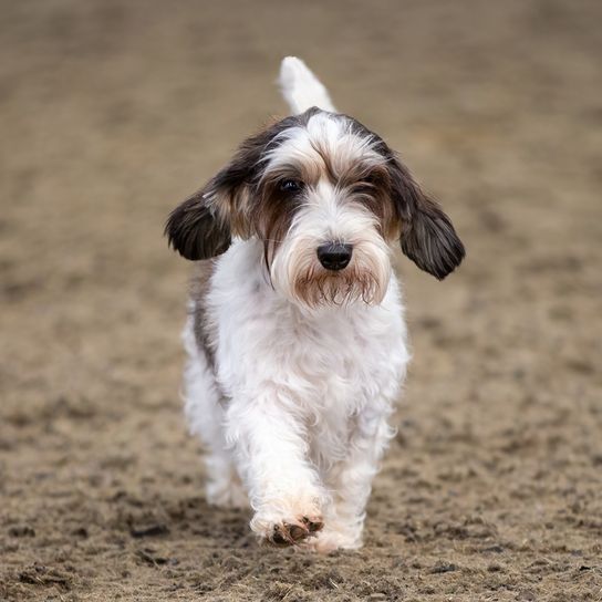 Basset Griffon Vendeen, Petit Basset Griffon Vendeen mit Rose im Mund, dreifärbige Hunderasse aus Frankreich, französischer Hund für die Jagd, Jagdhund, rauhaar Hund, Hund mit rauem Fell, braun weiße Hunde, orange Hunde