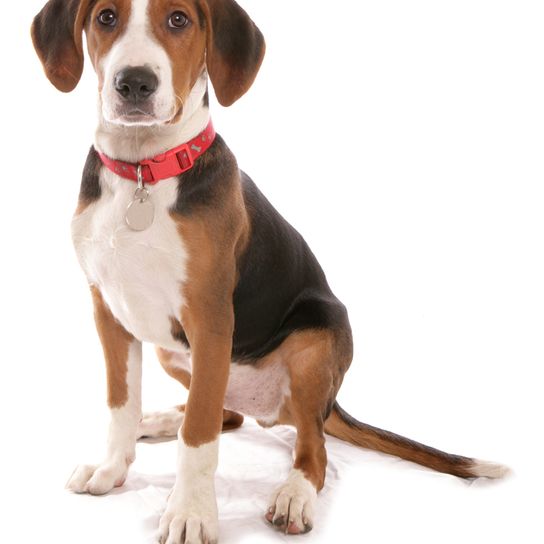 Hamiltonstövare Welpe, Hamilton Hund sitzt auf einem weißen Untergrund, männlicher Welpe, Hund ähnlich Beagle, dreifärbiger Hund, Jagdhund, hund aus Schweden, schwedische Rasse, Hund mit Schlappohren