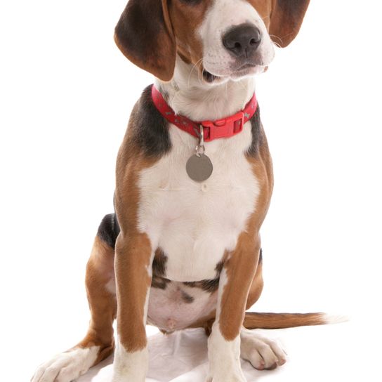 Hamiltonstövare Welpe, Hamilton Hund sitzt auf einem weißen Untergrund, männlicher Welpe, Hund ähnlich Beagle, dreifärbiger Hund, Jagdhund, hund aus Schweden, schwedische Rasse, Hund mit Schlappohren