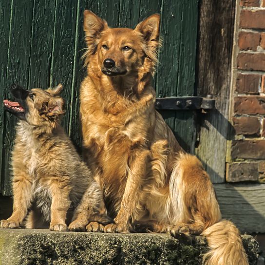 Säugetier, Hund, Wirbeltier, Canidae, Hunderasse, Fleischfresser, Harzer Fuchs mit Welpe sitzt auf Treppe vor Tür