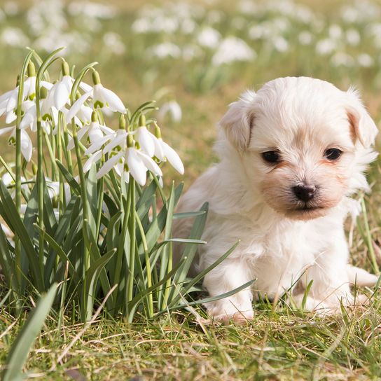 Hund, Säugetier, Wirbeltier, Canidae, Hunderasse, Rasse ähnlich Maltepoo, Welpe, Rasse ähnlich Malteser, Fleischfresser, weißer Havaneser Welpe