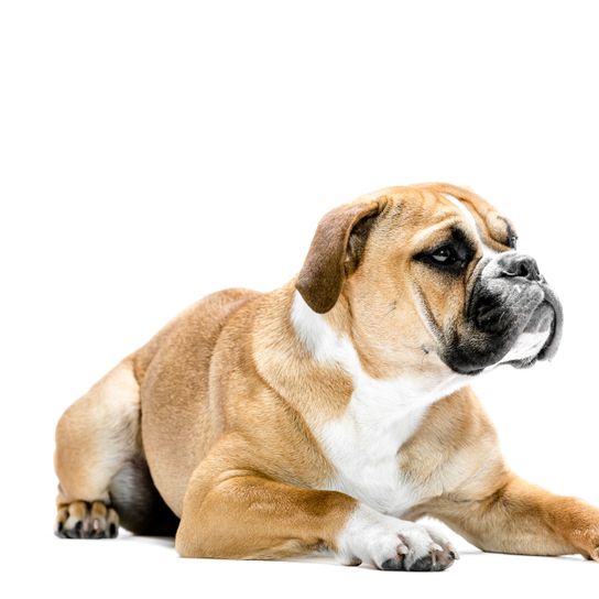 Hund, Säugetier, Wirbeltier, Hunderasse, Canidae, Bulldogge, Fleischfresser, hellbrauner Continental Bulldog liegt vor weißem Hintergrund