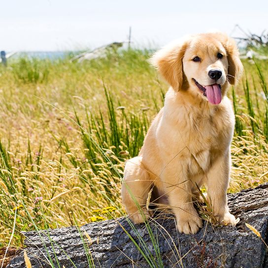 hellbrauner Golden Retriever Welpe Hund, Säugetier, Wirbeltier, Canidae, Hunderasse, hellbrauner Golden Retriever Welpen, Retriever Jungtier, Fleischfresser, Sporting Group, Gras,