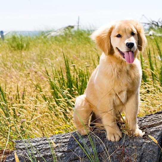 Hund, Säugetier, Wirbeltier, Canidae, Hunderasse, hellbrauner Golden Retriever Welpen, Retriever Jungtier, Fleischfresser, Sporting Group, Gras,