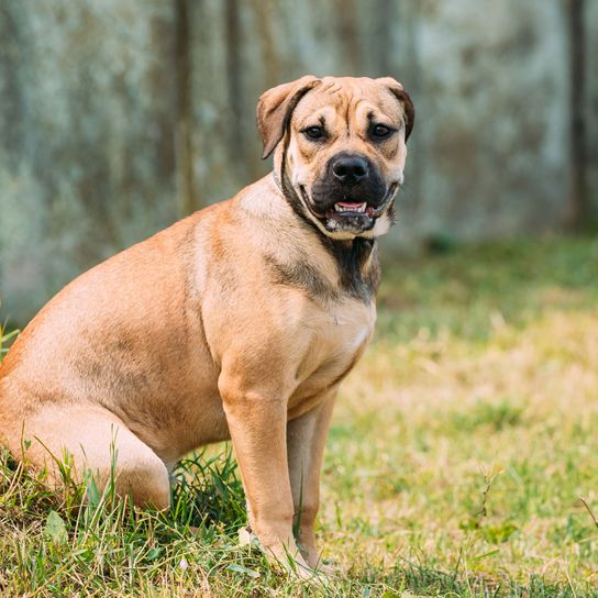 Hund, Säugetier, Wirbeltier, Hunderasse, Canidae, Fleischfresser, Gras, Schnauze, hellbrauner Perro de Presa Canario sitzt im Wald