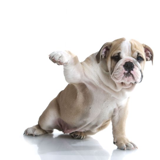 Hund, Säugetier, Wirbeltier, Hunderasse, Canidae, Bulldogge, britische Bulldoggen, weiße englische Bulldogge, helle Englische Bulldogge sitzt vor weißem Hintergrund