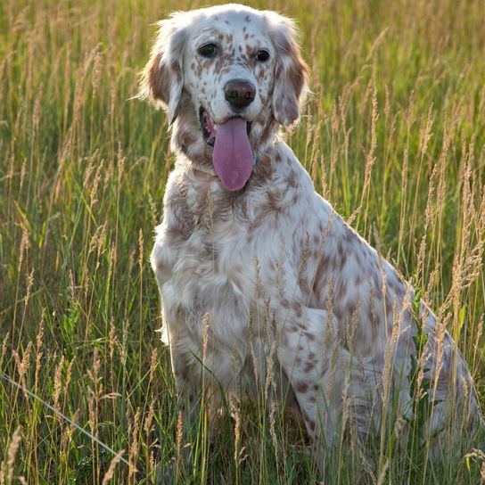 English Setter mit hellen Punkten, französisch und britische Hunderasse, großer Hund mit Punkten, heller Setter