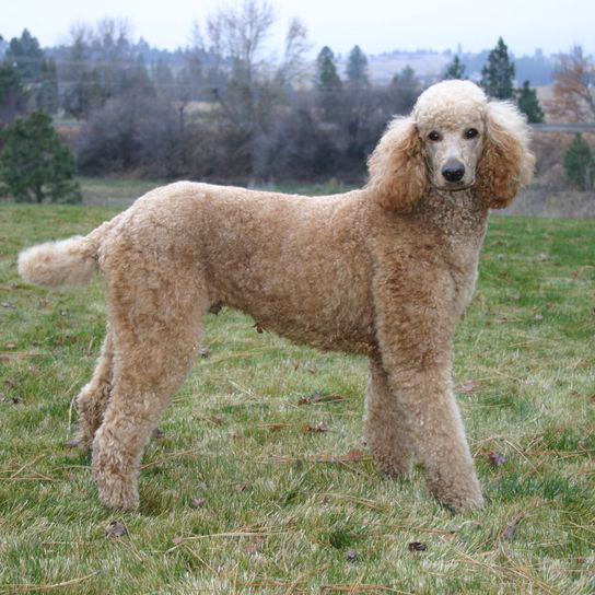 Hund, Säugetier, Wirbeltier, Hunderasse, Canidae, Standardpudel, Pudel, Fleischfresser, Begleithund, Sieht zwar aus wie ein Goldendoodle ist aber reinrassig