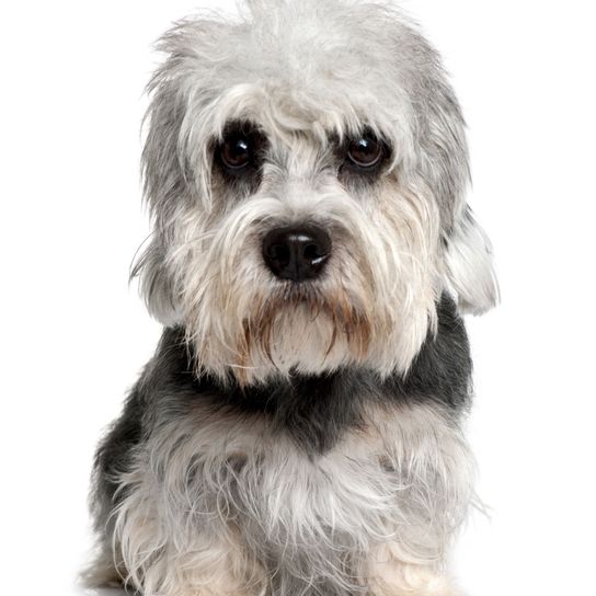 Hund, Säugetier, Wirbeltier, Hunderasse, Canidae, Fleischfresser, Terrier, Schnauze, kleiner Terrier, hellgrauer Dandie Dinmont Terrier liegend vor weißem Hintergrund