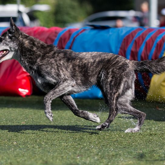 Holländischer Schäferhund gestromt, schwarz getigerter Hund mit Stehohren, große Hunderasse aus Niederlande, Holländischer Hirtenhund, Schäferhund aus Niederlande, Hollandse Herder, Hollandse Herdershond, Dutch Shepherd beim Agility, Hundesport, schwarz gestromter Hund mit weißer Schnauze