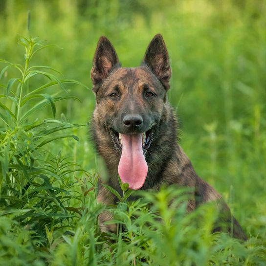 Holländischer Schäferhund gestromt, schwarz getigerter Hund mit Stehohren, große Hunderasse aus Niederlande, Holländischer Hirtenhund, Schäferhund aus Niederlande, Hollandse Herder, Hollandse Herdershond, Dutch Shepherd