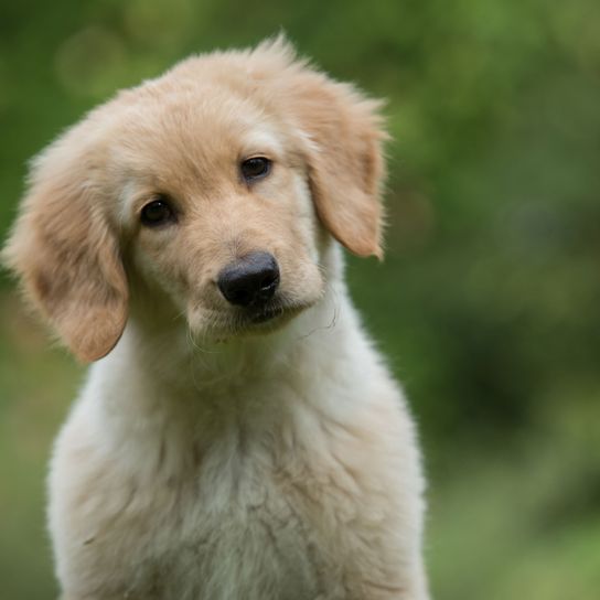 Hund, Säugetier, Wirbeltier, Hunderasse, Canidae, Rasse ähnlich Golden Retriever, Welpe, Fleischfresser, Retriever, Begleithund, Hovawart Welpe in blond oder creme