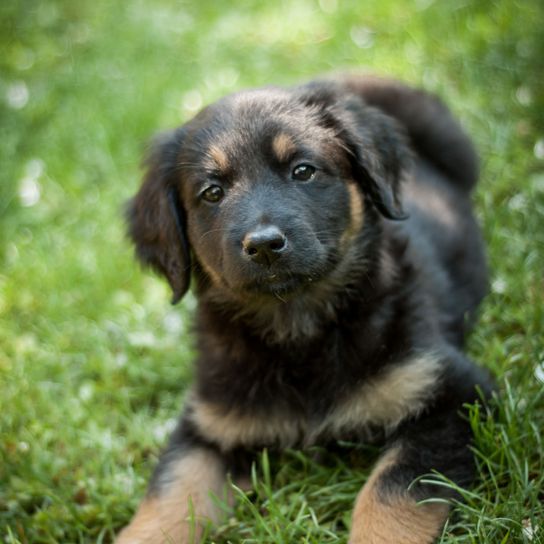 Hund, Säugetier, Wirbeltier, Hunderasse, Canidae, Fleischfresser, Gras, Welpe, Begleithund, Sporting Group, Hovawart Welpe schwarz braun