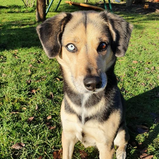 Hund mit zwei Augenfarben Beaski Beagle Husky Hund, Fleischfresser, Hunderasse, Pflanze, Gras, Rehkitz, Begleithund, Schnauze, Sportgruppe, Bodendecker,