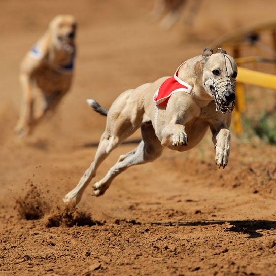 Säugetier, Wirbeltier, Hund, Windhundrennen, Canidae, Galgo español, Windhund, polnischer Windhund, Lure Coursing, Sloughi, Hundrennen mit Maulkorb, Beißkorb