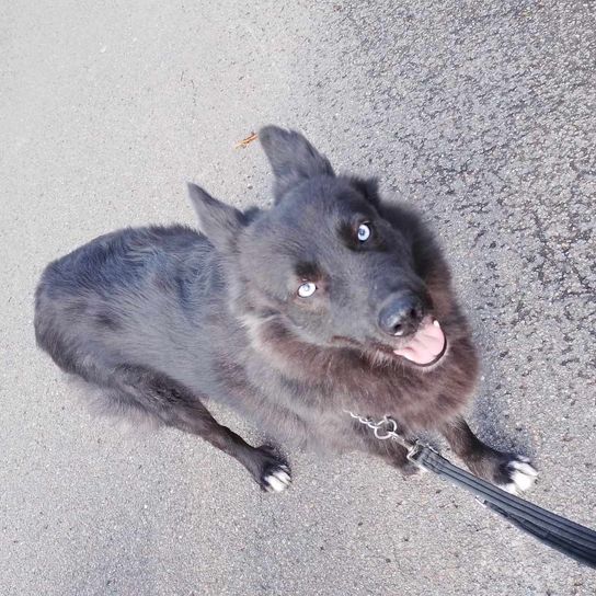 Hund, Hunderasse, Fleischfresser, Grau, Schnurrhaare, Straßenbelag, Schnauze, Schwanz, Pfote, Asphalt,