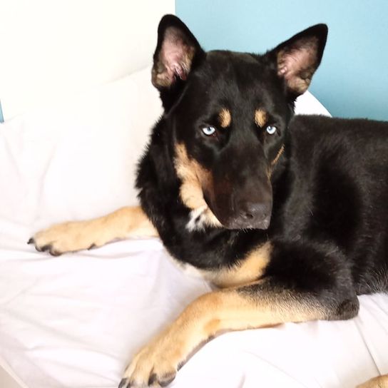 Husky Beauceron Mix © Marion Simanek Hund,Fleischfresser,Hunderasse,Begleithund,Kitz,Komfort,Ohr,Schnauze,Arbeitstier,Sportliche Gruppe,