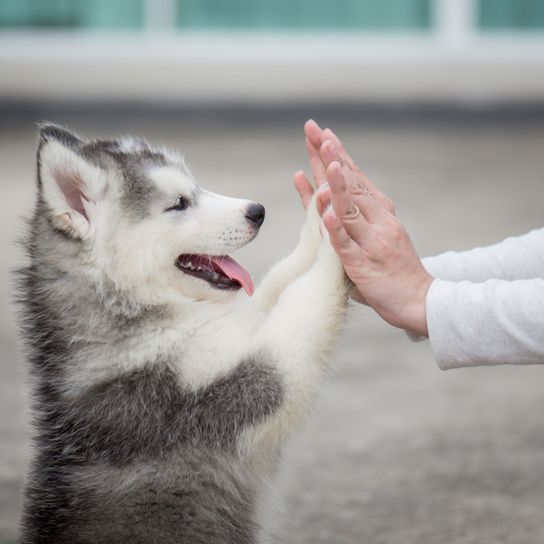 Siberian Husky, Säugetier, Hund, Wirbeltier, Canidae, Rasse ähnlich Alaskan Malamute, Gesichtsausdruck, Siberian Husky Welpe, Miniatur Siberian Husky, Fleischfresser, Hund lernt High Five Trick, süße Hundewelpen, beliebte Hunderasse