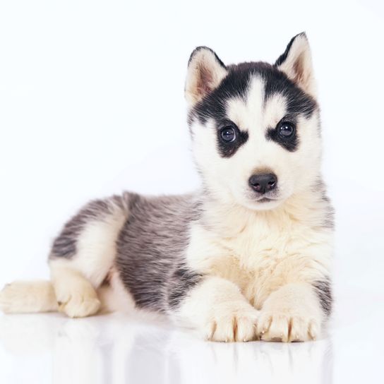 Hund, Siberian Husky, Säugetier, Wirbeltier, Canidae, Sibirischer Husky Welpe, Miniatur-Siberian Husky, Rasse ähnlich Alaskan Malamute, Fleischfresser, Hunderasse,