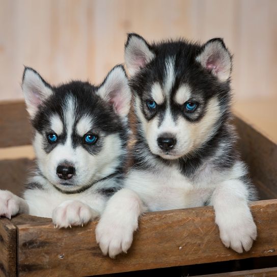 Husky Welpen in Kisten Hund, Siberian Husky, Säugetier, Wirbeltier, Canidae, Rasse ähnlich Alaskan Malamute, Hunderasse, Sachalin Husky, Miniatur Siberian Husky Welpe, Hund ähnlich Wolfshund, großer schwarz weißer Hund mit dichtem Fell und Spitzohren, Stehohren