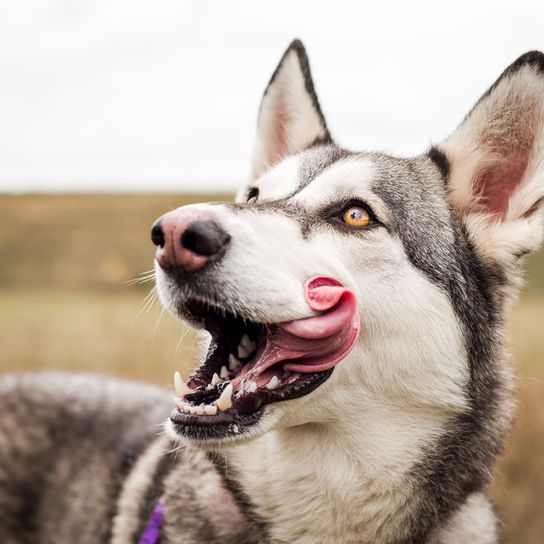 Hund, Säugetier, Wirbeltier, Siberian Husky Mix mit Wolfshund, Canidae, Hunderasse, Hund ähnlich Northern Inuit Hund, Rasse ähnlich Saarloos Wolfshund, Gesichtsausdruck, Fleischfresser, Hund ähnlich Wolf