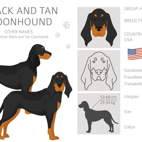 Black and Tan Coonhound Inforgrafik, alles was man über die Rasse wissen muss, amerikanische Hunderasse mit sehr langen Schlappohren, hänge Ohren beim Hund, schwarze Hunderasse mit braun, black and tan als Farbmuster beim Jagdhund, Hund für die Jagd auf Waschbären in Amerika