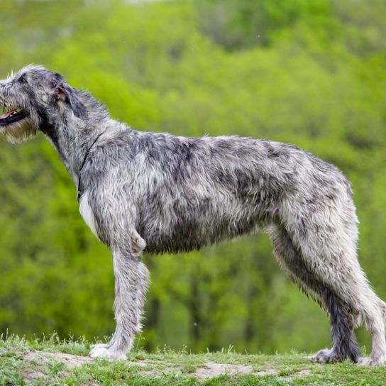 Hund, Säugetier, Wirbeltier, Canidae, Hunderasse, Fleischfresser, Irischer Wolfshund getigert grau, rauhaariger Hund, Riesenhunderasse,Hunde ähnlich Schottischer Hirschhund, Sporting Group, Schnauze,