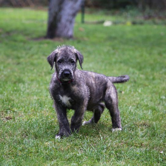 Hund, Säugetier, Wirbeltier, Hunderasse, Canidae, Fleischfresser, Sportgruppe, Arbeitshund, Wachhund, Rasse ähnlich Cimarrón uruguayo, Irischer Wolfshund Welpe, Rauhaariger Hund, Heidi Klums Hund, Riesenhundrasse