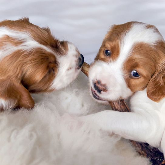 Hund, Säugetier, Wirbeltier, Hunderasse, Canidae, Fleischfresser, Begleithund, Welpe, Rasse ähnlich walisischer Springer-Spaniel, irischer Rot-Weiß-Setter Welpe