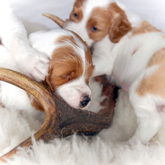 Hund, Säugetier, Wirbeltier, Hunderasse, Canidae, Fleischfresser, Begleithund, Bretagne, Welpe, Rasse ähnlich Kooikerhondje, Irish red and white Setter Welpen auf einem Fell mit Hirschgeweih