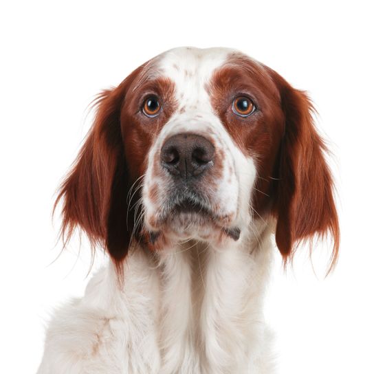 Hund, Säugetier, Wirbeltier, Canidae, Hunderasse, Fleischfresser, irischer Rot-Weiß-Setter, Rasse ähnlich französischer Spaniel, Hund ähnlich Bretagne, Sporting Group, Irish red and white Setter mit langen Schlappohren behaart