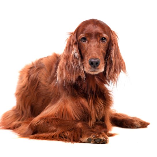 Hund, Wirbeltier, Canidae, Säugetier, Irischer Setter mit langen Schlappohren und langem Fell, Hunderasse, Setter, Rasse ähnlich Cockerspaniel, Hund ähnlich englischer Cockerspaniel, Fleischfresser,