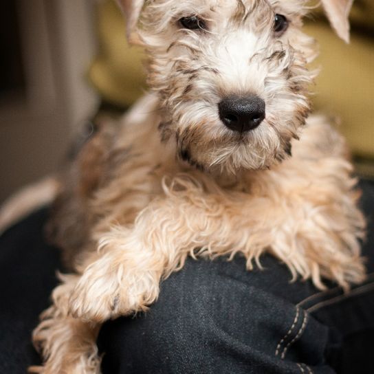 Irish Soft Coated Wheaten Junghund