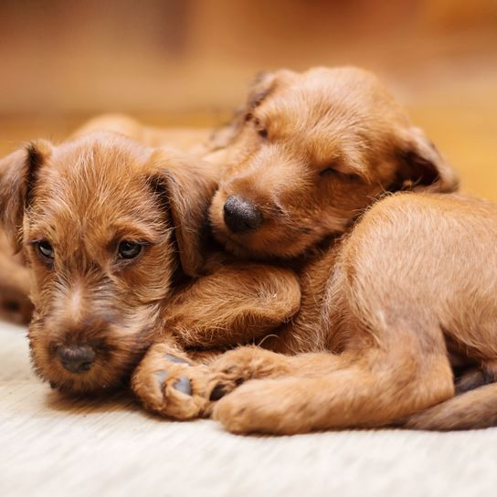 Hund, Säugetier, Wirbeltier, Canidae, Hunderasse, Fleischfresser, Welpe, Irish Terrier Welpe, Begleithund, Schnauze, kleiner roter Hund rauhaar